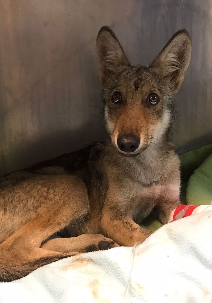 Cucciolo di lupo investito e svenuto torna in natura dopo le cure al CANC di Grugliasco