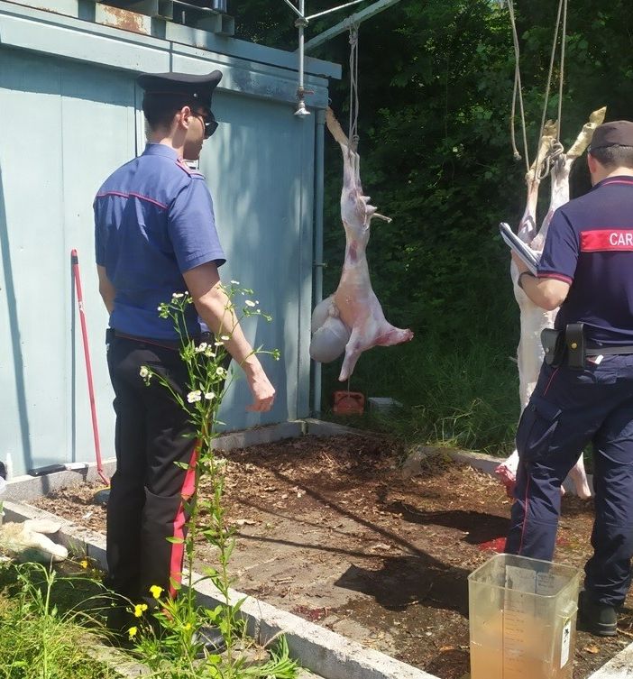 Animali macellati in modo clandestino tra le sofferenze per la festa islamica del sacrificio a Caselle