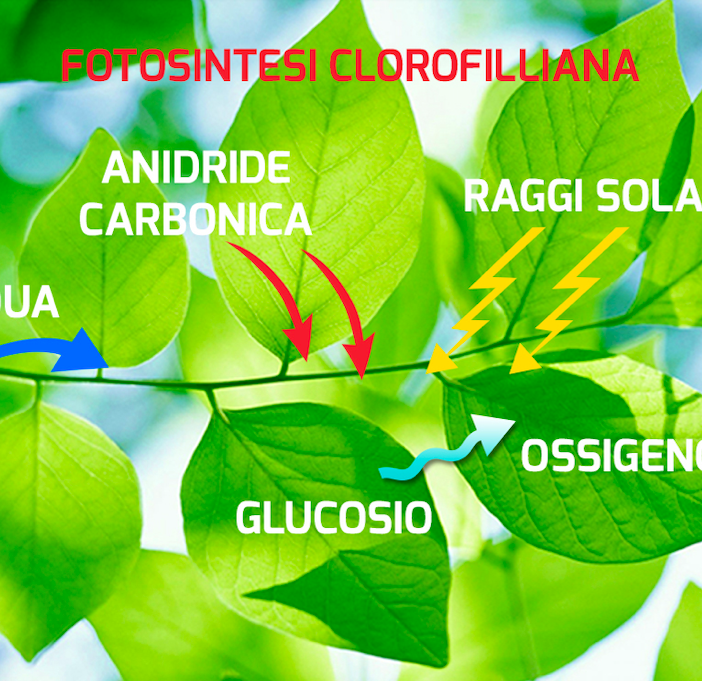 Vietano le auto termiche senza spiegarci bene perché  la CO2 è un pericoloso inquinante