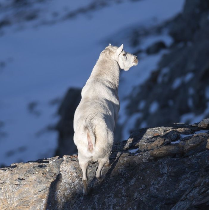 C'è uno stambecco bianco in Val Susa, è senza corna ed è il capo