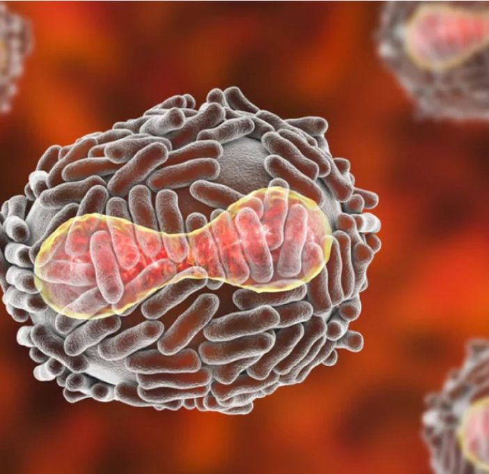 Vaiolo delle scimmie, iniziate anche in Piemonte le vaccinazioni per i soggetti a rischio