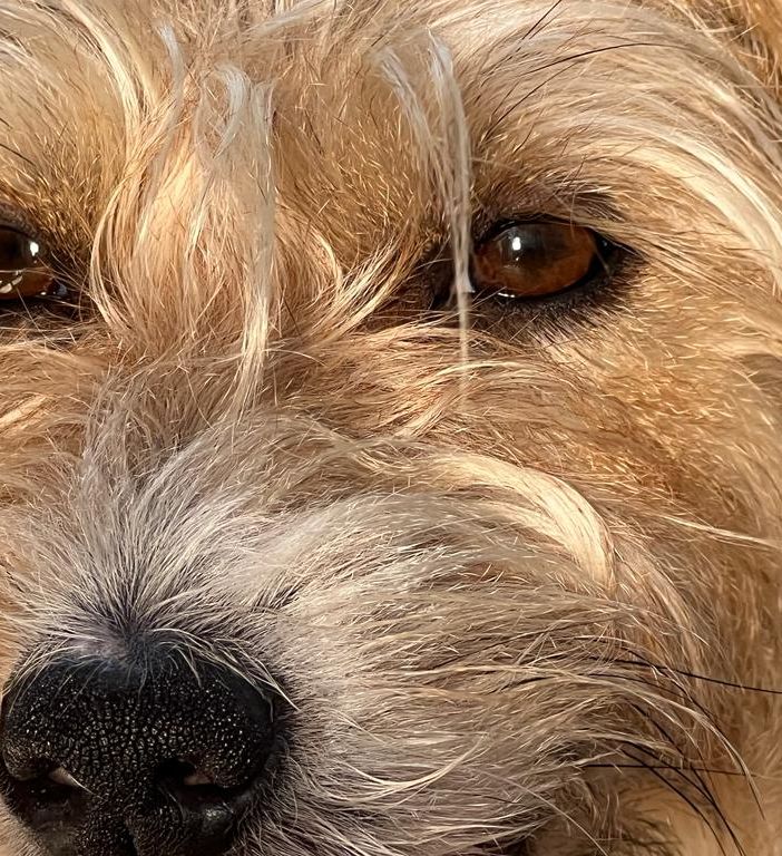 Il Piemonte è pet-friendly: nasce il tavolo regionale per il benessere animale