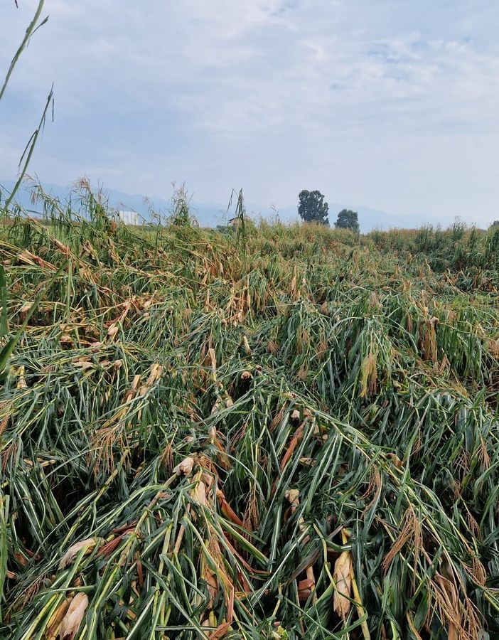 Temporale di Caselle, distrutti anche i raccolti