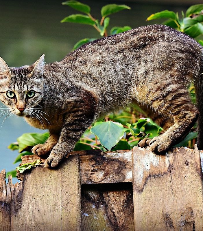 Benessere degli animali da compagnia, finanziati progetti in 25 comuni del Piemonte