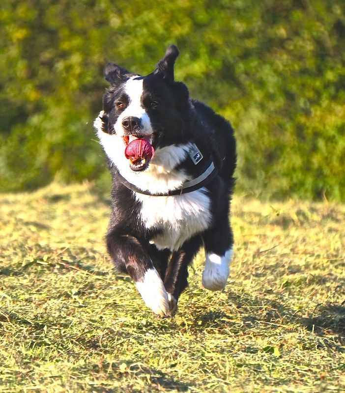 Ancora bocconi avvelenati in un'area cani. La Polizia municipale chiude i cancelli