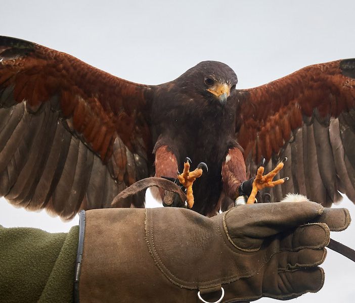 Corsi di falconeria per allontanare gli stormi e garantire la sicurezza degli aeroporti