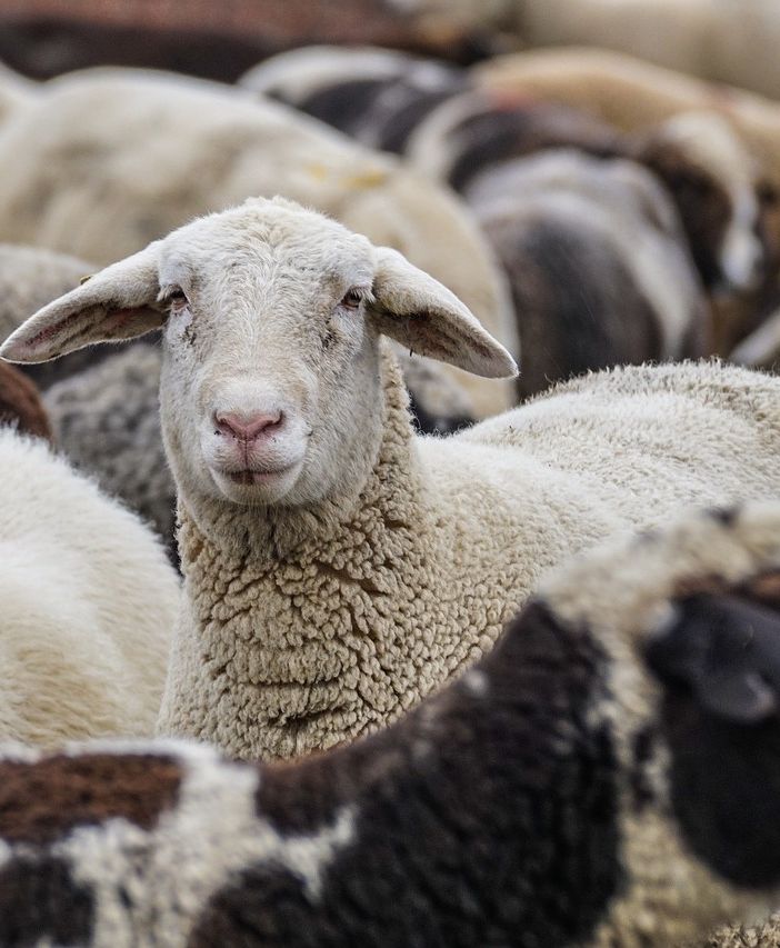Blue tongue, arrivano in Piemonte 40 mila dosi di vaccino