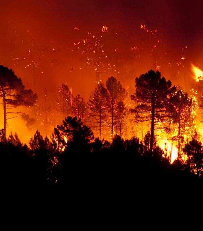 L’aumento della CO2 è colpa della deforestazione selvaggia, non delle auto diesel. Di Giuseppe Chiaradia*