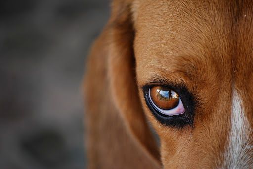 Cane abbandonato senza acqua nè cibo su un balcone salvato dai vigili