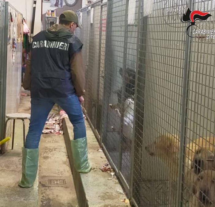 Scoperto a Chivasso allevamento abusivo con 100 cani tenuti in condizioni critiche, tre indagati