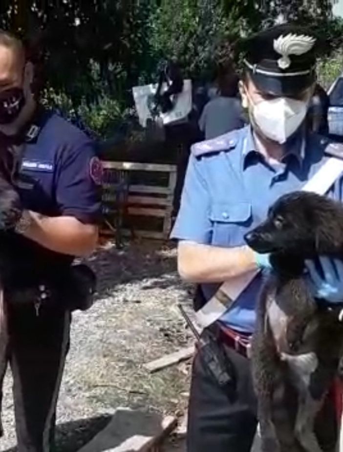 Chieri (TO), sedici cani abbandonati in un canile abusivo, carabinieri denunciano la proprietaria