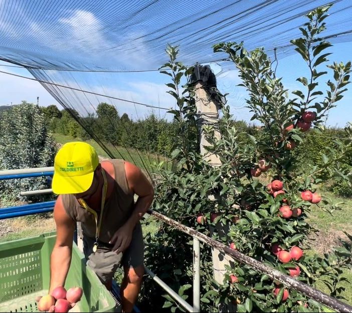 Al via la raccolta delle mele, in Piemonte +20 % con 225 mila tonnellate