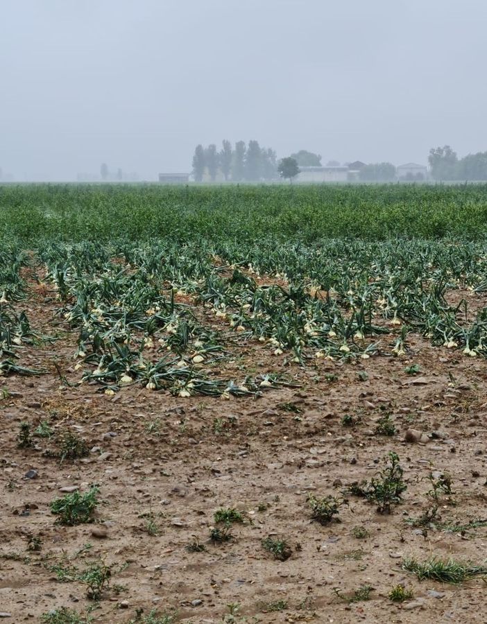 Grandinata nell'alessandrino, Cia Agricoltori: “Necessari strumenti per tutelare il reddito agricolo”