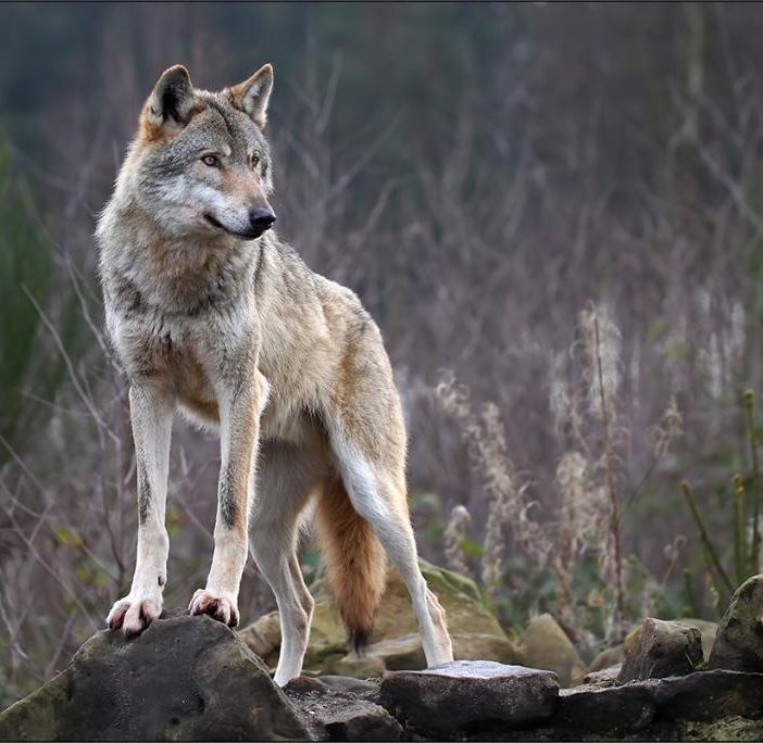 Vitellino sbranato sulla collina torinese, è stato il lupo?