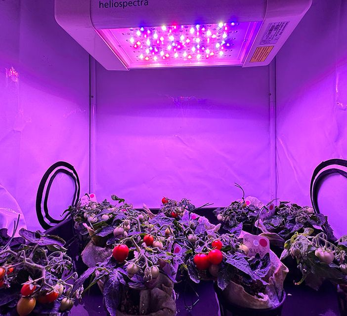 Nasce il  “San Marziano”, micro pomodoro per i viaggi su Luna e Marte: per gli astronauti cibo fresco senza bisogno di rifornirsi dalla Terra