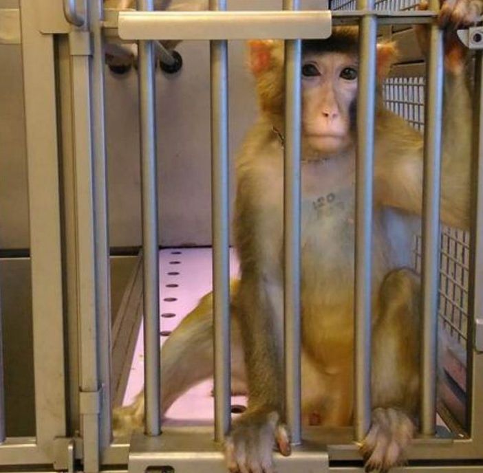 Macachi Torino: per il Tar del Lazio possono riprendere gli esperimenti