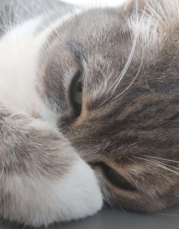 Variante inglese su gatto: il primo caso scoperto allo zooprofilattico di Torino