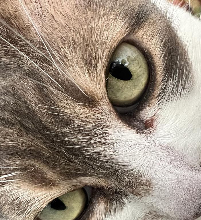 Piemonte regione sempre più pet friendly, finanziamenti a sostegno delle colonie feline