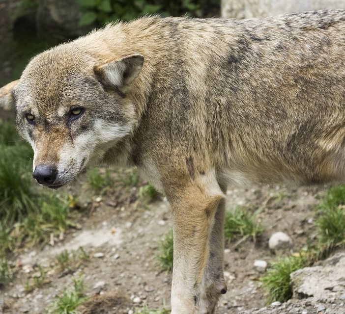Trovata sulla tangenziale di Torino la carcassa di un lupo probabilmente investito