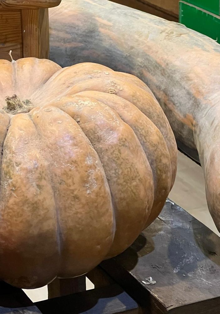 Come Halloween, importiamo anche le zucche