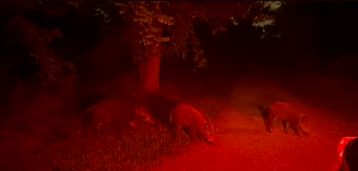 PRIMO PIANO Cinghiali, no alla caccia urbana