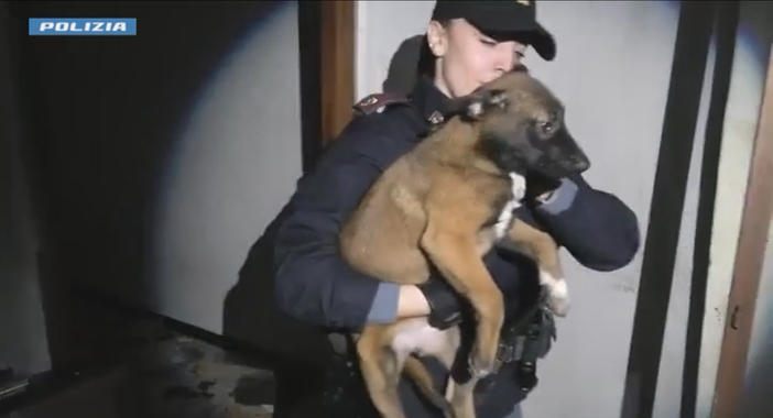 Torino, cuccioli di Malinois maltrattati in uno stabile abbandonato: la Polizia salva mamma e sei piccoli