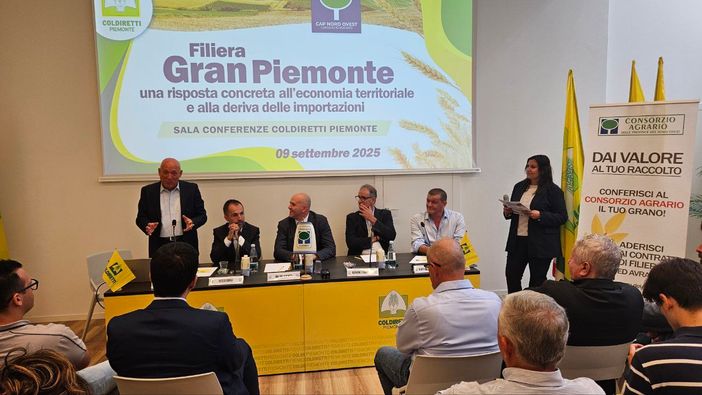 Grano tenero, 7 milioni di quintali importati dall’estero. Appello di Coldiretti Grano tenero, 7 milioni di quintali importati dall’estero. Appello di Coldiretti