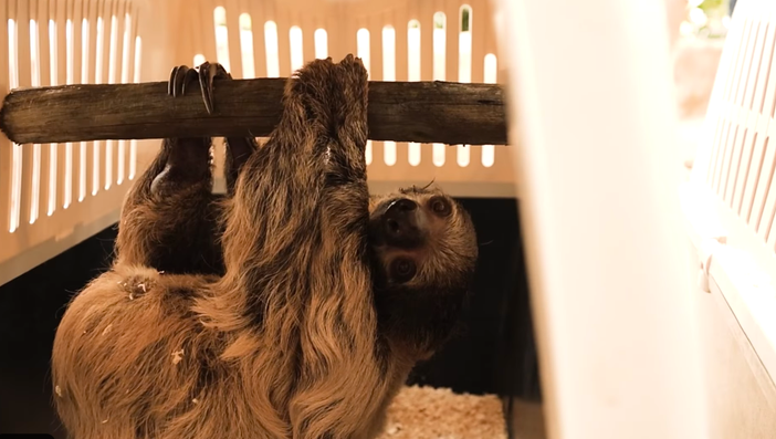 Andamento lento, al bioparco Zoom di Cumiana (TO) arrivano i bradipi [video]
