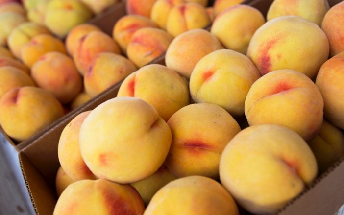 Coldiretti Piemonte: nel clou della raccolta frutta attenzione a prezzi e provenienza Coldiretti Piemonte: nel clou della raccolta frutta attenzione a prezzi e provenienza