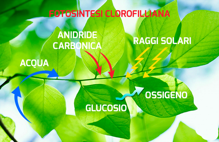 Vietano le auto termiche senza spiegarci bene perché  la CO2 è un pericoloso inquinante