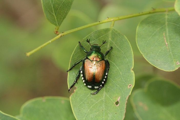 Già sei milioni di danni nel Torinese a causa del coleottero giapponese Già sei milioni di danni nel Torinese a causa del coleottero giapponese