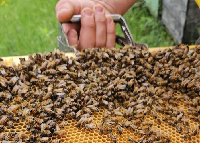 Giornata mondiale delle api ma c'è l'invasione di miele dall’estero (spesso di bassa qualità)