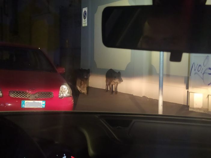 Torino, Polizia Municipale scorta famiglia di cinghiali in via Bologna