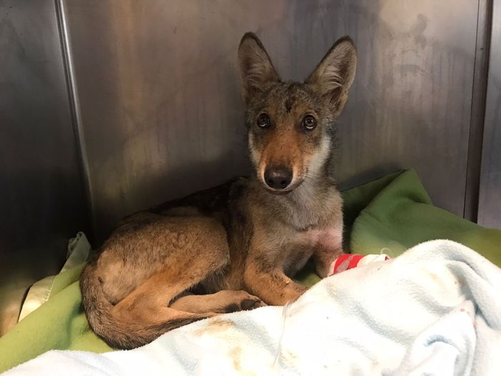 Cucciolo di lupo investito e svenuto torna in natura dopo le cure al CANC di Grugliasco