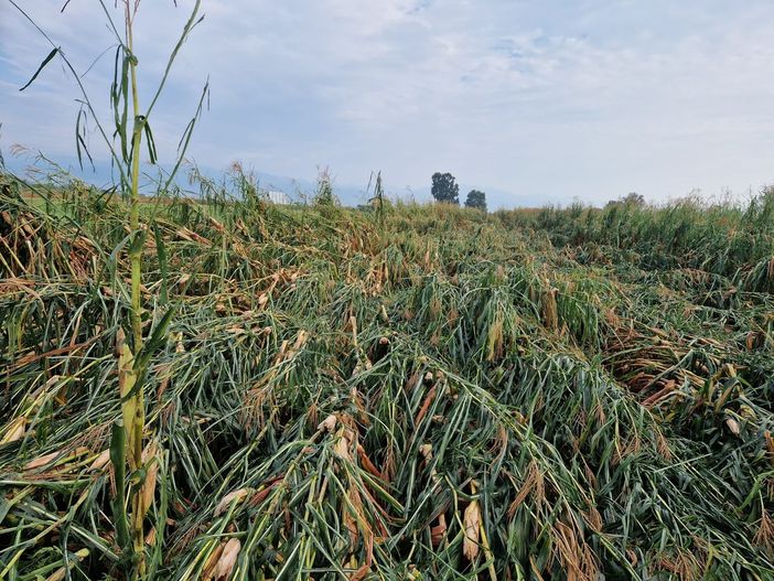 Temporale di Caselle, distrutti anche i raccolti