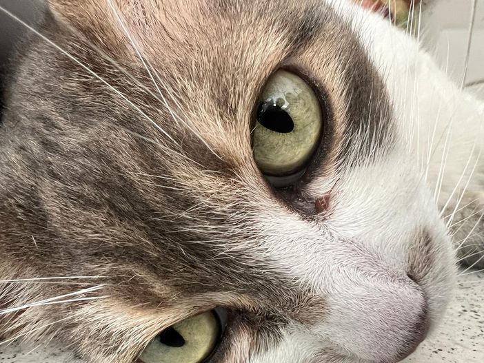 Piemonte regione sempre più pet friendly, finanziamenti a sostegno delle colonie feline