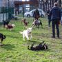 Corso Galileo Ferraris, nuova area cani realizzata in collaborazione con Arcaplanet Corso Galileo Ferraris, nuova area cani realizzata in collaborazione con Arcaplanet