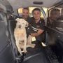 Bardonecchia, agenti di polizia salvano cane pastore Bardonecchia, agenti di polizia salvano cane pastore