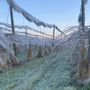 Gelate e grandine a primavera, l'allarme dei frutticoltori per un comparto sempre più a rischio Gelate e grandine a primavera, l'allarme dei frutticoltori per un comparto sempre più a rischio