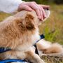 Animali da compagnia, nuove funzionalità sul portale