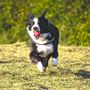 Ancora bocconi avvelenati in un'area cani. La Polizia municipale chiude i cancelli