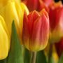 Piante e fiori, l'import dall'estero senza regole minaccia il prodotto nazionale