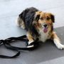 Adozioni di cani anziani e malati, il Comune sosterrà chi sceglie di accoglierli in casa salvandoli dal canile