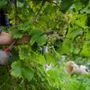 Caporalto nelle vigne, due euro all'ora per la vendemmia in Monferrato Caporalto nelle vigne, due euro all'ora per la vendemmia in Monferrato