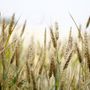 Sicurezza alimentare, per Coldiretti sbagliato il taglio del 20% ai fondi agricoli europei