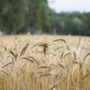 Grano, si chiude un'annata di buona produzione e di buona qualità