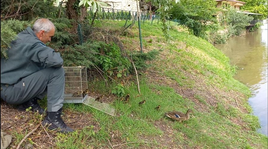 A Torino salvata un'anatra e i suoi piccoli in difficoltà nel cortile di un edificio