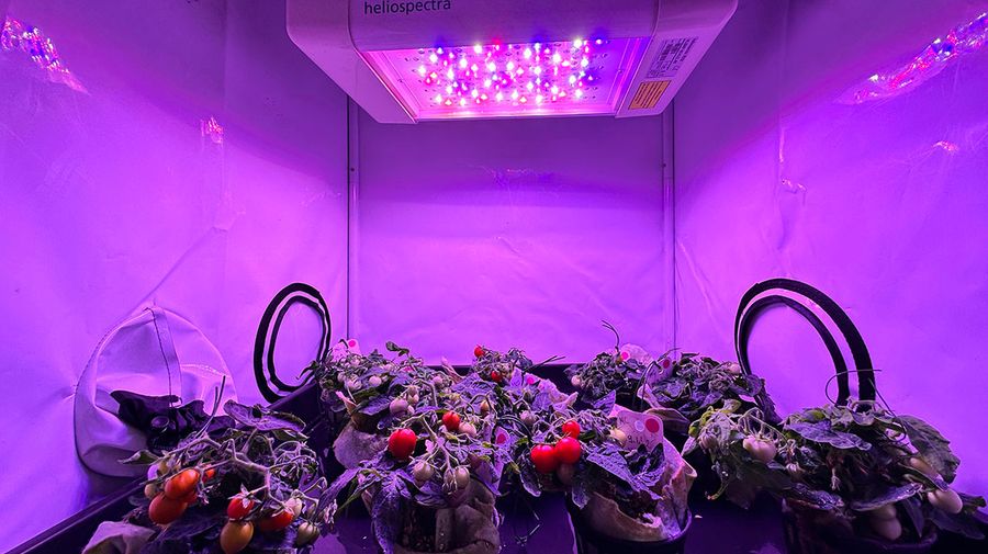 Nasce il “San Marziano”, micro pomodoro per i viaggi su Luna e Marte: per gli astronauti cibo fresco senza bisogno di rifornirsi dalla Terra Nasce il “San Marziano”, micro pomodoro per i viaggi su Luna e Marte: per gli astronauti cibo fresco senza bisogno di rifornirsi dalla Terra