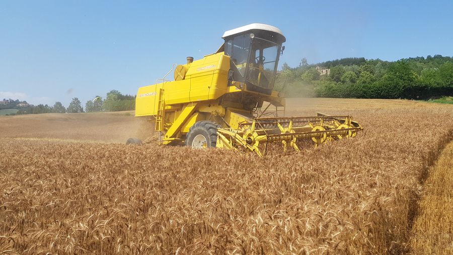 Il grano dal Canada trattato con il glifosato penalizza il cereale torinese