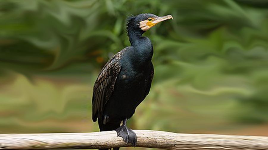 Nessuno tocchi i cormorani, non sono loro i nemici degli allevamenti ittici piemontesi Nessuno tocchi i cormorani, non sono loro i nemici degli allevamenti ittici piemontesi